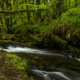 FOREST RIVER - Schöne Landschaft Bilder kaufen | Stimmungs Foto als Fineart by Stefan Somogyi Fotografie